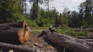 Best Tree Removal  in Beverly Hills, FL