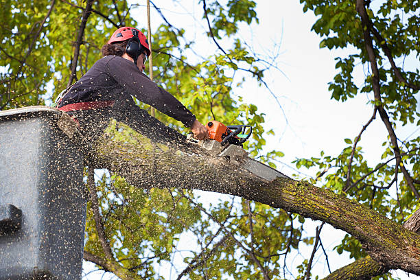 Professional Tree Removal in Beverly Hills, FL